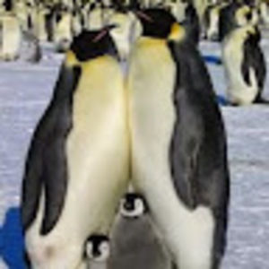 Meet your Posher, Darlene